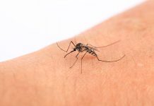 mosquitos y enfermedades
