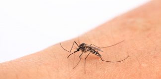 mosquitos y enfermedades