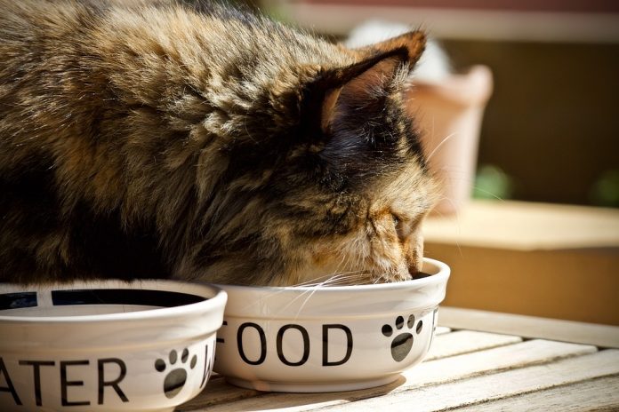 La moda del alimento fresco para las mascotas, ¿les beneficia o perjudica?