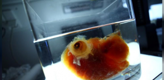 Investigadores alemanes desarrollan órganos humanos transparentes