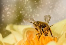 La FAO llama a defender a las abejas, "aliadas claves" en lucha contra el hambre