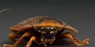 La temida evolución de las cucarachas y su resistencia a los insecticidas