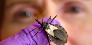 ¿Sabes qué es la enfermedad de Chagas?
