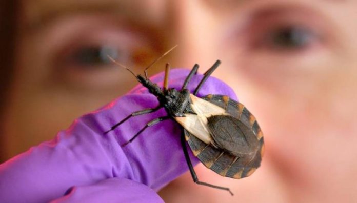 ¿Sabes qué es la enfermedad de Chagas?