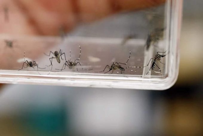 Ante epidemia de dengue, se enciende la alerta epidemiológica en todo el mundo