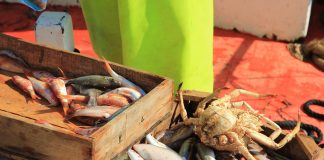 Los microplásticos en pescados y mariscos, ¿una realidad en nuestra cadena alimentaria?