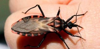 Enfermedad de Chagas, silenciosa y potencialmente mortal
