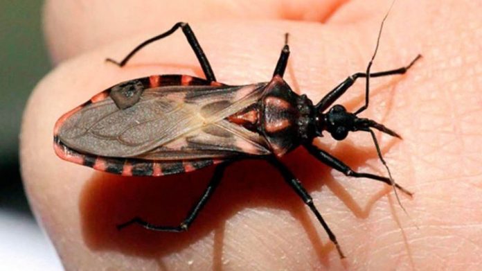 Enfermedad de Chagas, silenciosa y potencialmente mortal