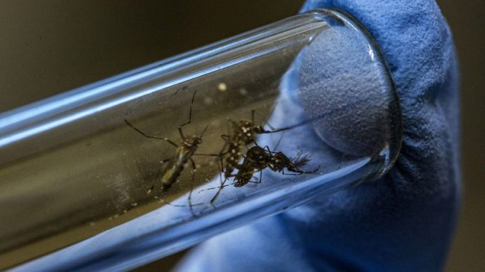 Temporada 2019 de dengue está por conluir en México