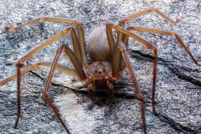 Descubren especie de araña violinista endémica del Valle de México