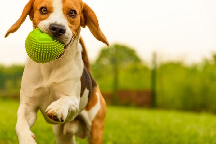 Especialistas en veterinaria aconsejan implementar juegos mentales para entretener a nuestras mascotas