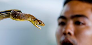 Mordeduras de serpiente, serio problema de salud pública desatendido
