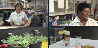 Investigadores del IPN desarrollan un insecticida contra mosquito transmisor del dengue, a base de una planta mexicana