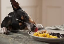 Darle sobras de comida a tu perro podría ser dañino para él