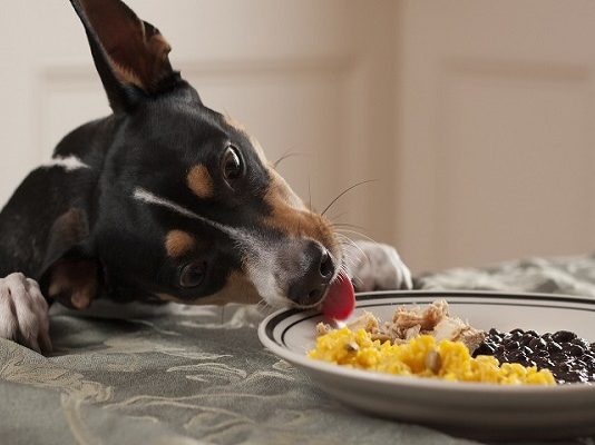 Darle sobras de comida a tu perro podría ser dañino para él