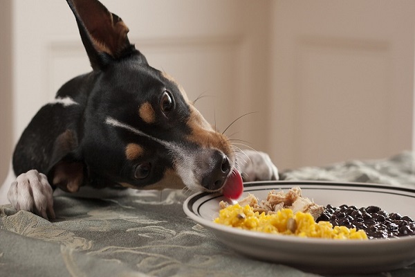 Darle sobras de comida a tu perro podría ser dañino para él