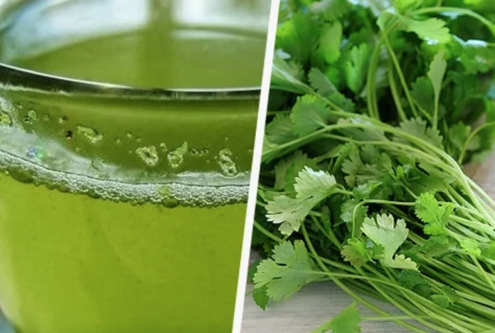 Agua de cilantro en ayuno, aliada para acelerar el metabolismo