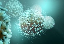 Linfocitos generados por el resfriado común podrían servir ante Covid-19