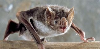 Puede que los murciélagos sean inmunes al coronavirus por esta razón