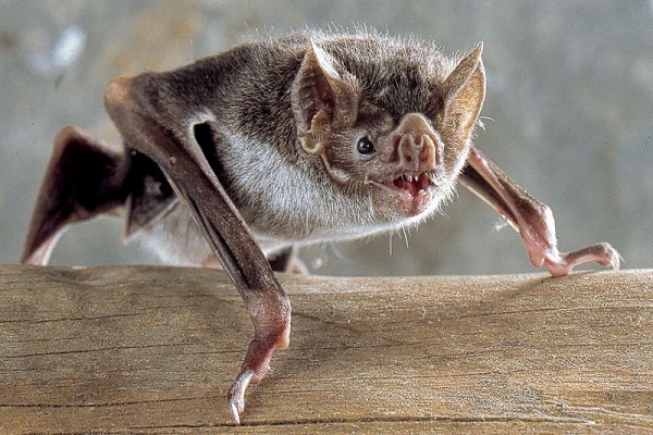 Puede que los murciélagos sean inmunes al coronavirus por esta razón