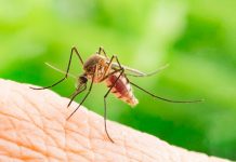 Estudio ratifica que mosquitos no transmiten el Covid-19