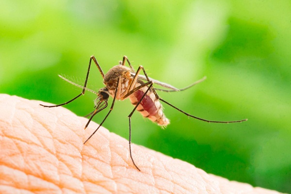 Estudio ratifica que mosquitos no transmiten el Covid-19