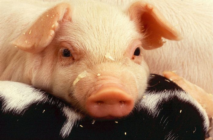 La OMS se dice tranquiliza tras reportes de virus de gripe porcina en China