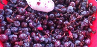 Crean helado de fruta cactácea para pacientes con diabetes