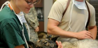 ¿Sabías que los veterinarios cumplen una función esencial para la salud humana?