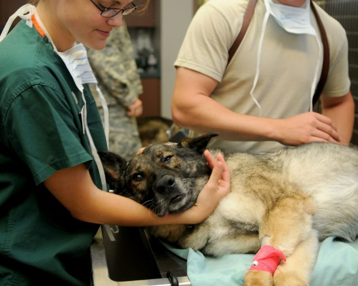¿Sabías que los veterinarios cumplen una función esencial para la salud humana?