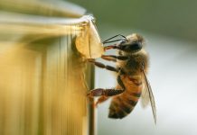Radiación de redes inalámbricas contribuye a la muerte de insectos