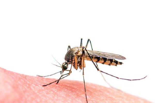 Descubren cómo los mosquitos rastrean la sangre humana