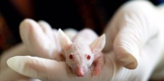 Compuesto vegetal reduce déficits cognitivos en ratón con síndrome de Down