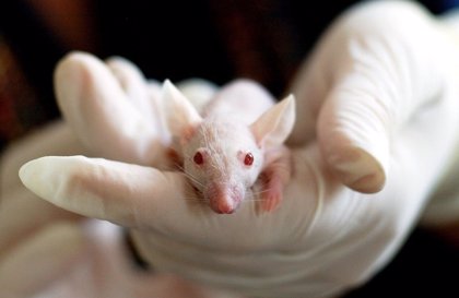 Compuesto vegetal reduce déficits cognitivos en ratón con síndrome de Down