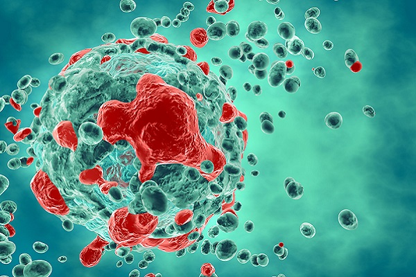 Crean anticuerpos que reconocen células tumorales humanas