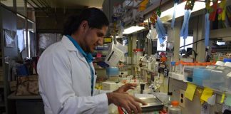 Investigadores de la UNAM desarrollan antiinflamatorio de origen vegetal