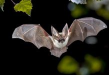 Científicos estudian cómo prevenir próxima pandemia con murciélagos
