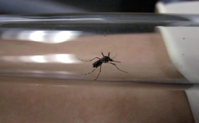 Detectar oportunamente el paludismo es vital para evitar complicaciones multiorgánicas