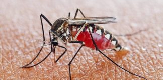 Científicos descubren químicos que matan al parásito de la malaria