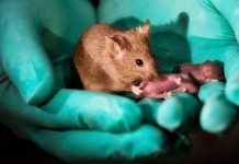Científicos lograron que ratones con parálisis volvieran a caminar