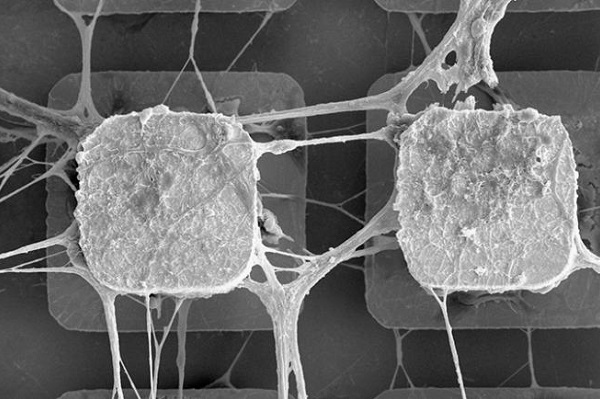 Científicos usarán células madre del cerebro para crear microchips