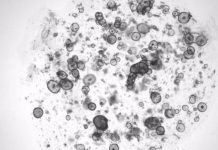 Investigadores consiguen que células artificiales produzcan lagrimas