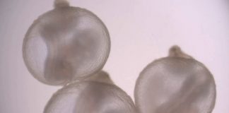 Por primera vez, logran gestar embriones de ratón en úteros artificiales