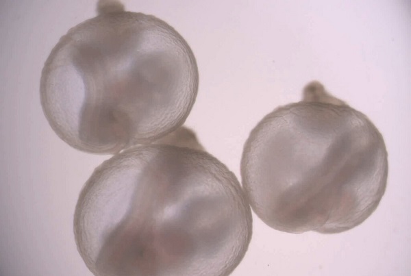 Por primera vez, logran gestar embriones de ratón en úteros artificiales