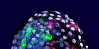 Logran cultivar “embriones quimera” de monos con células humanas