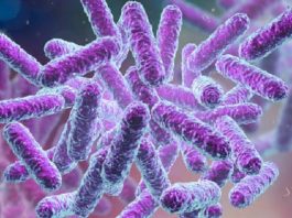 Bacterias intestinales relacionadas con enfermedades neurodegenerativas, señala estudio