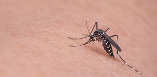 Posible vacuna contra el dengue evitó el 83.6% el hospitalizaciones