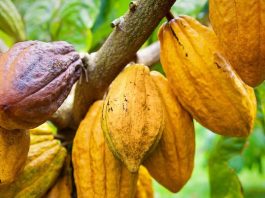Tomar cacao puede mejorar el rendimiento cognitivo
