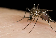 Una bacteria es la esperanza de la lucha contra el dengue