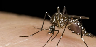 Una bacteria es la esperanza de la lucha contra el dengue